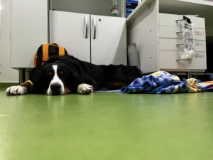 pacienti veterinární klinky po operaci