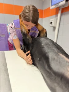 vyšetření na veterinární klinice